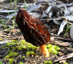 Morchella australiana