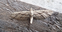 Eupithecia phoeniceata