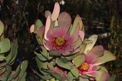 Leucadendron pubibracteolatum