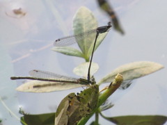 Enallagma novaehispaniae