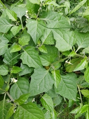 Solanum nigrum