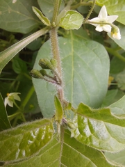 Solanum nigrum