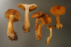 Aureonarius callisteus