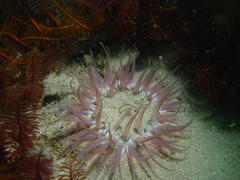 Anthopleura michaelseni