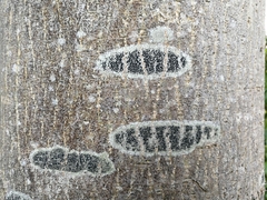 Lecidella elaeochroma