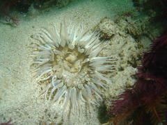 Anthopleura michaelseni