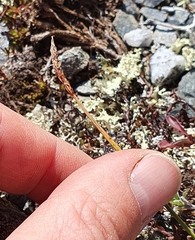 Carex rupestris