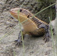 Broadleysaurus major