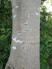 Lecidella elaeochroma