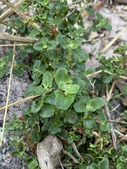 Chenopodium robertianum