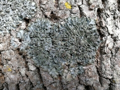 Pleurosticta acetabulum