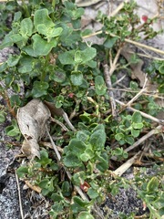 Chenopodium robertianum