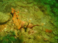 Tubulariidae