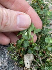 Chenopodium robertianum