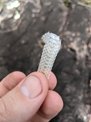 Cryptophis nigrescens