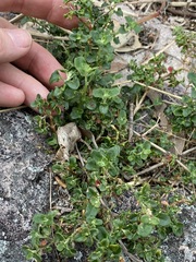 Chenopodium robertianum