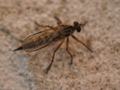 Neomochtherus pallipes