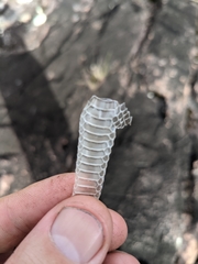 Cryptophis nigrescens