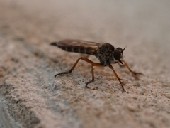 Neomochtherus pallipes