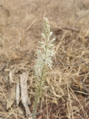 Drimia sanguinea