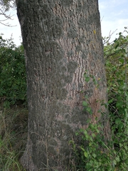 Pleurosticta acetabulum