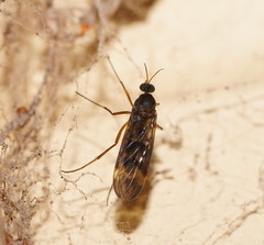 Sylvicola neozelandicus