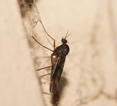 Sylvicola neozelandicus