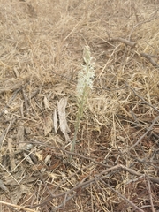 Drimia sanguinea