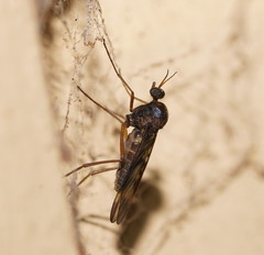 Sylvicola neozelandicus