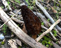 Morchella australiana