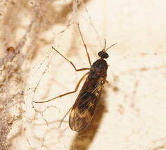 Sylvicola neozelandicus