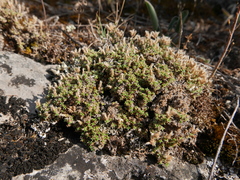 Arenaria erinacea