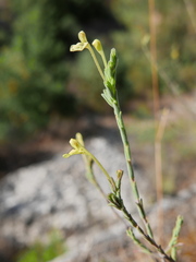 Odontites longiflorus