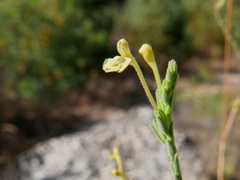 Odontites longiflorus