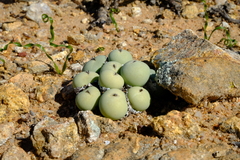Conophytum calculus