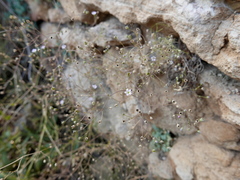 Gypsophila tomentosa