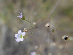 Gypsophila tomentosa