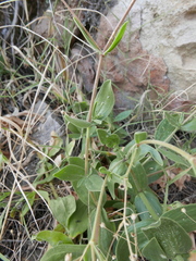 Gypsophila tomentosa