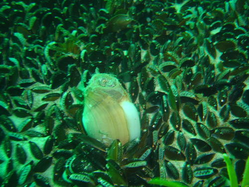 Lutraria steynlussii