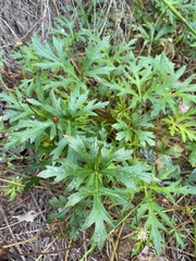 Trachymene procumbens