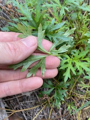 Trachymene procumbens