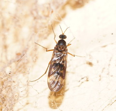 Sylvicola neozelandicus