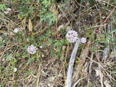 Trachymene procumbens