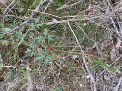Trachymene procumbens