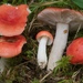 Russula griseascens - Photo (c) Marco Floriani, some rights reserved (CC BY-NC), uploaded by Marco Floriani