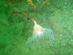 Tubulariidae