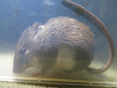 Acomys selousi