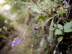 Campanula macrorhiza