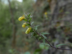 Odontites viscosus australis