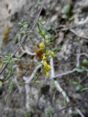Odontites viscosus australis